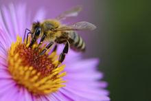 Waarom we lokale bijen en imkers moeten steunen