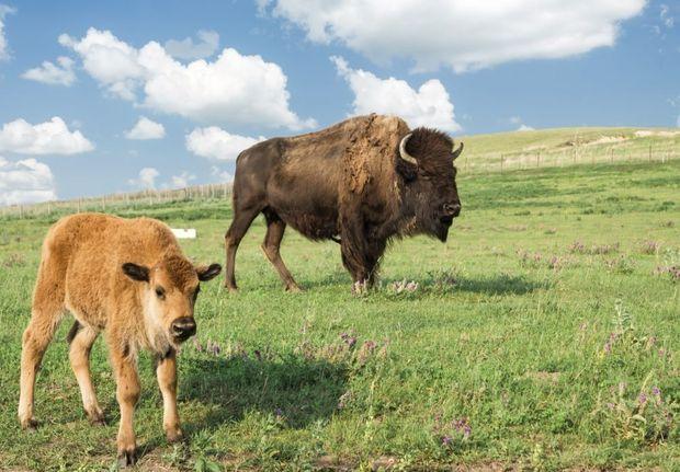 Vijftien leuke weetjes over de bizon, het nationale zoogdier van de VS