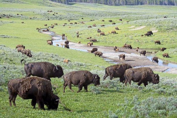 Vijftien leuke weetjes over de bizon, het nationale zoogdier van de VS