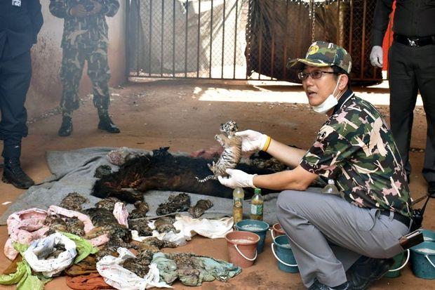 40 dode tijgerbaby's gevonden in omstreden boeddhistische tempel in Thailand