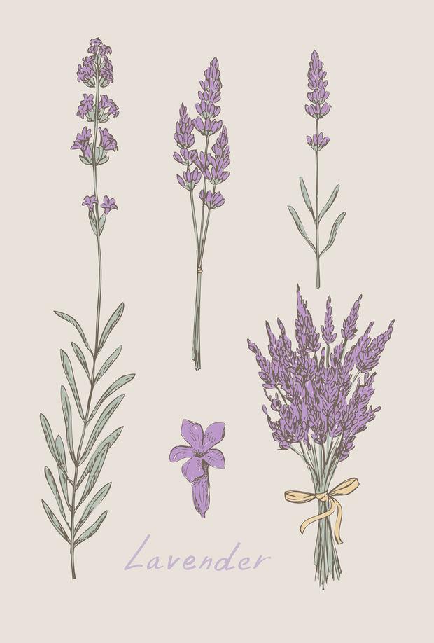 lavender hand drawn set vector