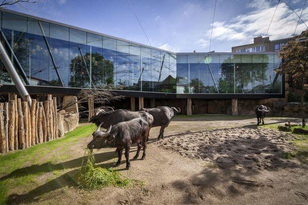 Antwerpse Zoo opent doorwandelbare savannekooi en nieuw restaurant