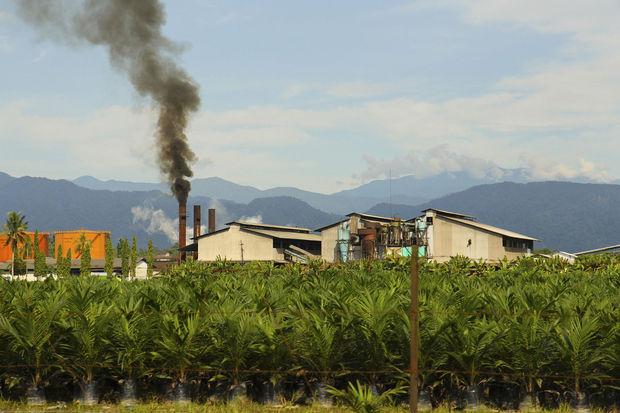 Voorheen oerwoud, nu een plantage en palmoliefabriek.