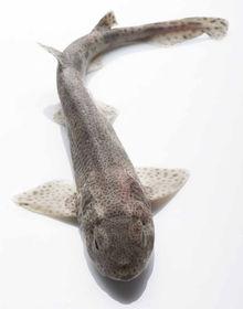 Vis van de week: Hondshaai, een zeer lekker visje en uitstekend alternatief voor paling