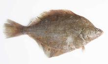 Vis van de week: Pladijs, een van de meest verfijnde vissoorten uit onze Noordzee