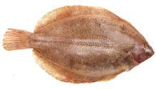 Vis van de week: Tongschar, uitstekend alternatief voor de prijzige zeetong