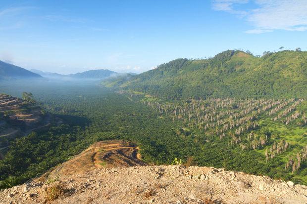 'Certificering van duurzame palmolie werkt niet'