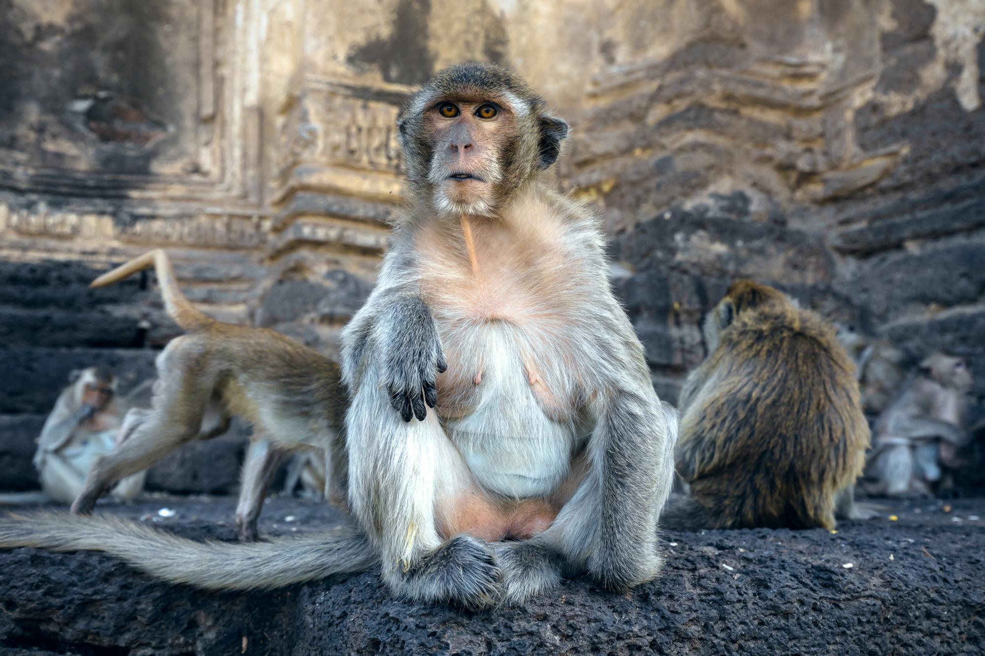 De apen van Lopburi