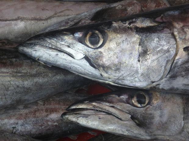 Vis van de week: de in zuiderse landen razend populaire (maar bij ons ondergewaardeerde) heek