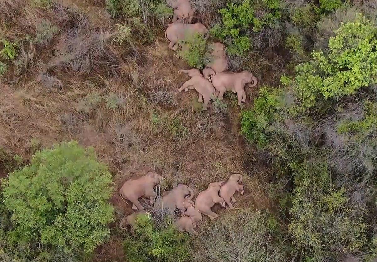 De kudde rondtrekkende olifanten rust even uit. 