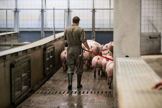 Een beeld uit het varkensslachthuis in Tielt, na het beruchte filmpje