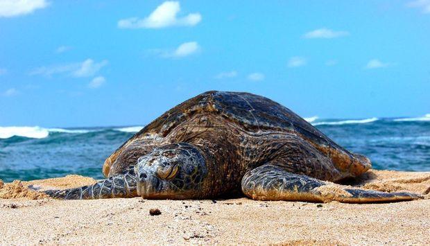 Hawaiiaanse groen zeeschildpad