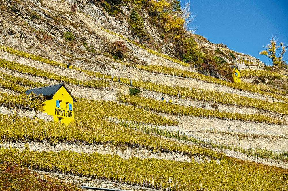 Domaine du Mont d'Or in Valais.