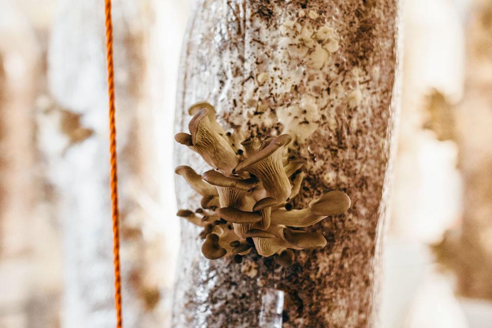Champignons 'In de kelders van Tour & Taxis worden paddenstoelen gekweekt op koffiedik. PermaFungi haalt dagelijks ongeveer 100 à 150 kilo koffiedik op bij Exki en Le Pain Quotidien. Het koffiedik wordt gemengd met stro en geïnoculeerd met sporen van de oesterzwam. Elke week kunnen de kwekers een kelder oogsten. Als er overschotten zijn, krijgen wij zo'n krat verse Brusselse oesterzwammen. De voedingsbodem van de zwammen wordt nadien nog een keer gerecycleerd om er witloof op te kweken.'