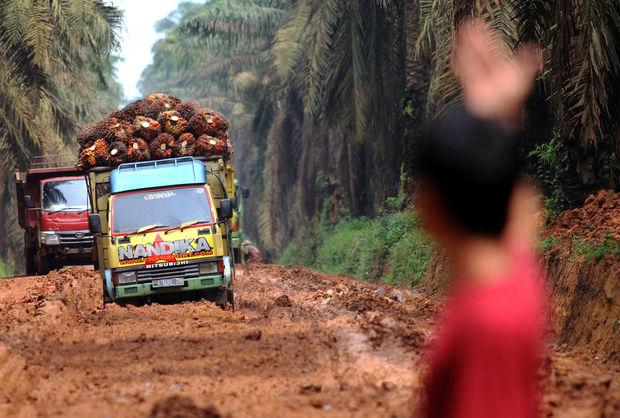 De mythe van duurzame palmolie: 'Meer communicatie dan actie'