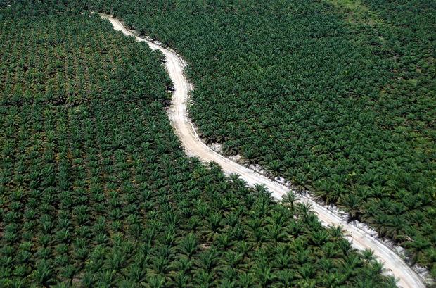 Een luchtfoto in Indonesië. De biodiversiteit in palmbossen is erg laag. 