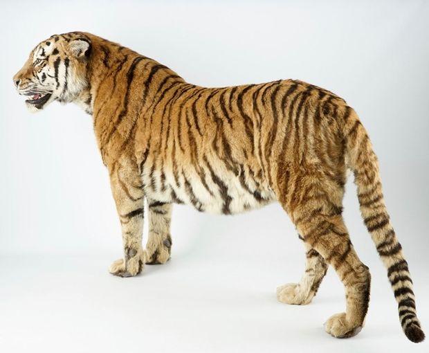 Rariteitenkabinet met Bengaalse tijger te koop