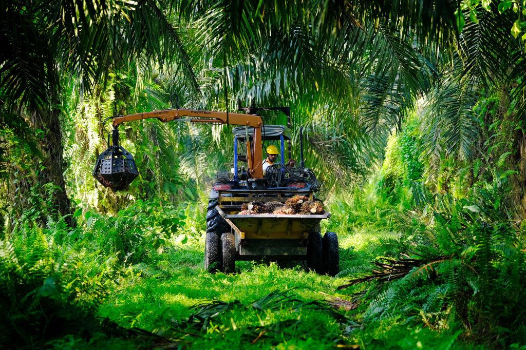Een arbeider aan het werk op een palmolieplantage