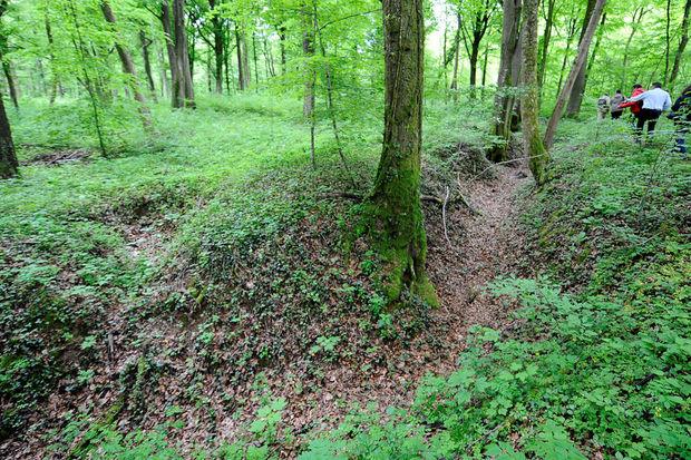 La forêt française de Verdun, étonnant écrin de verdure créé par la Première Guerre mondiale