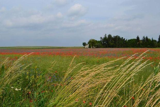 De Poolse regio Lublin: wandelen en kajakken tussen de wilde paarden