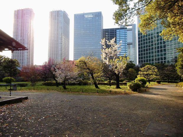 Ook in Tokio kan je cherry blossem spotten