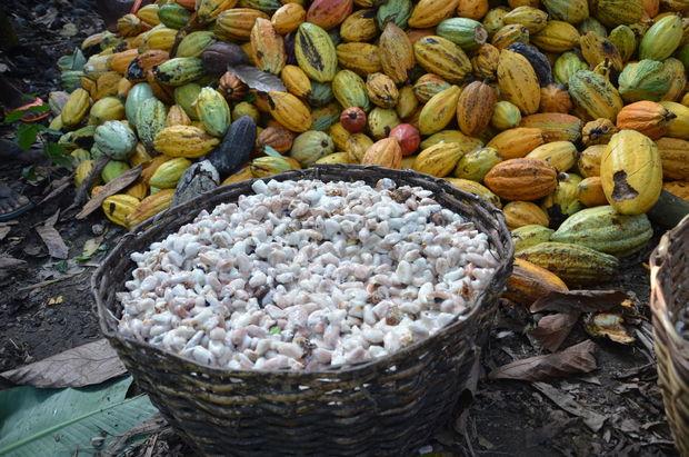 Gigant Mondelez over zijn duurzame cacao: 'Alleen door het zelf te doen, kunnen we een echte transformatie zien'