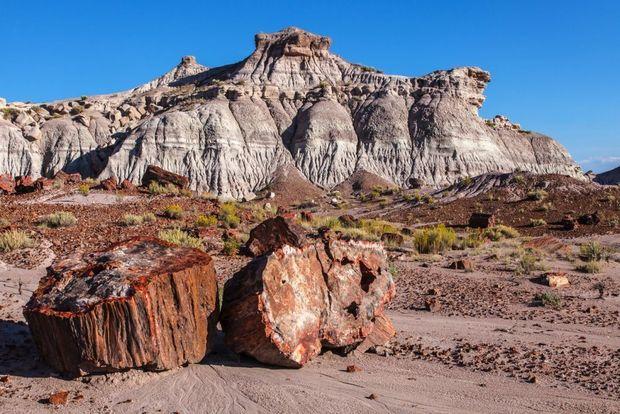 Petrified Forest and Painted Desert