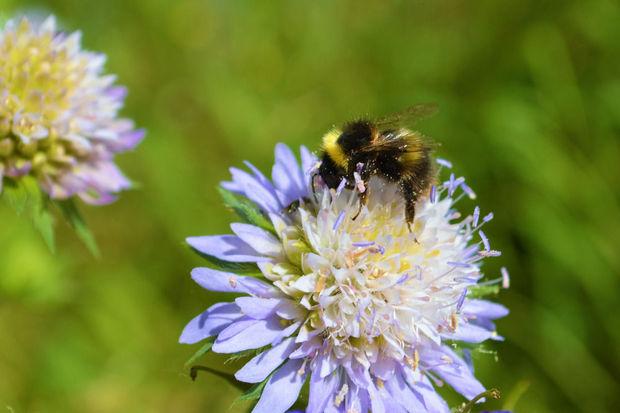 Waarom en hoe we best een wereld zonder bijen vermijden