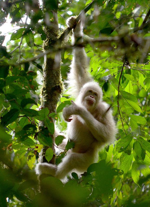 In beeld: zeldzame witte orang-oetan wordt vrijgelaten in de natuur