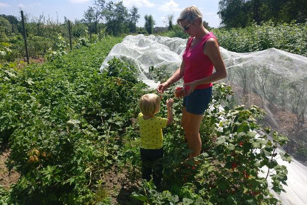 Op pluktocht in een biologische tuin: 'Als je zelf moeite in de oogst moet steken, smaakt die ook beter'