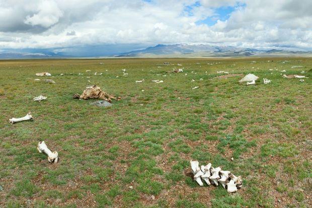 Duizenden zeldzame saiga-antilopen in Mongolië gestorven