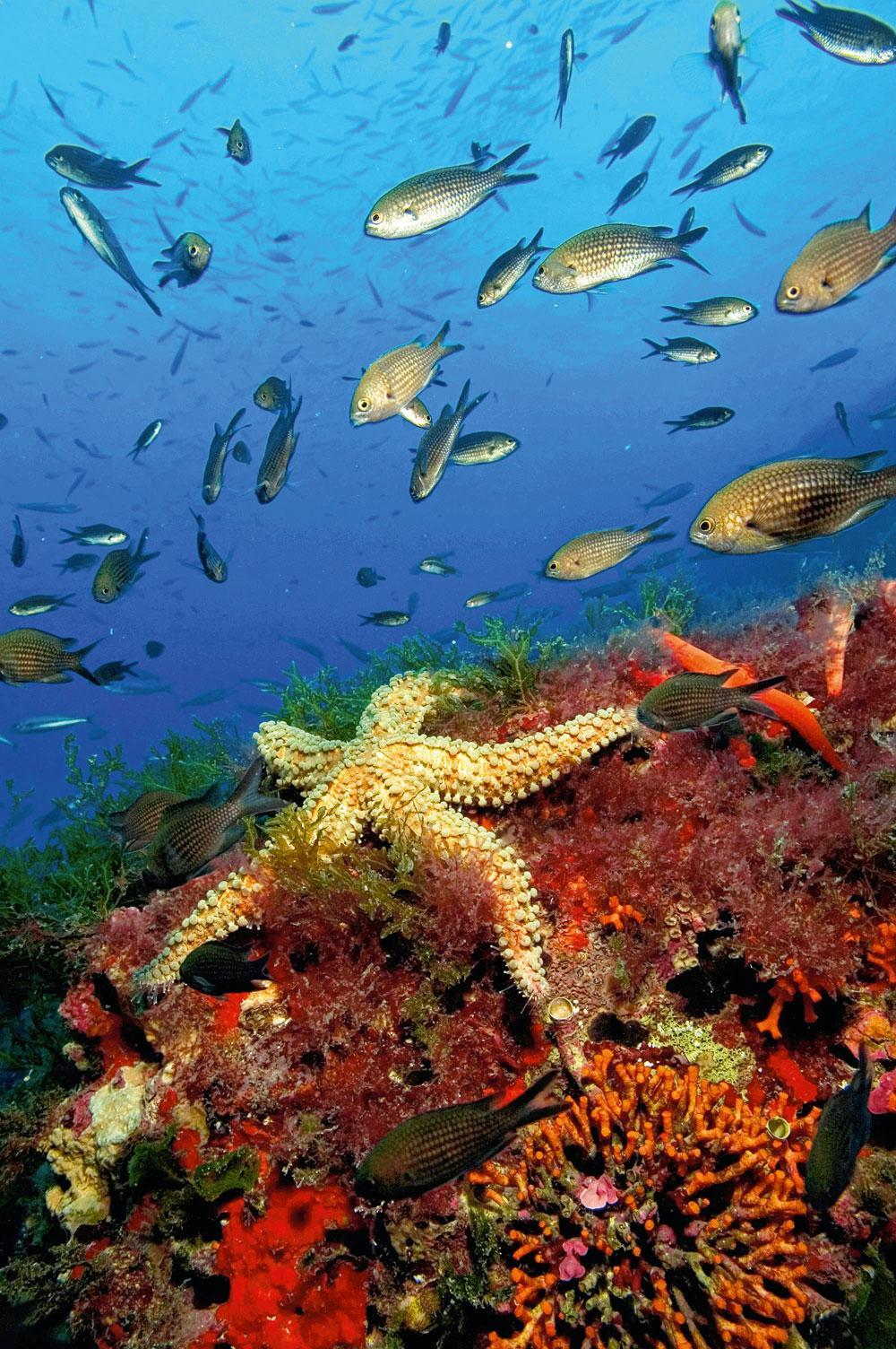 Het zeegras Posidonia Oceanica geeft het water magische kleuren.