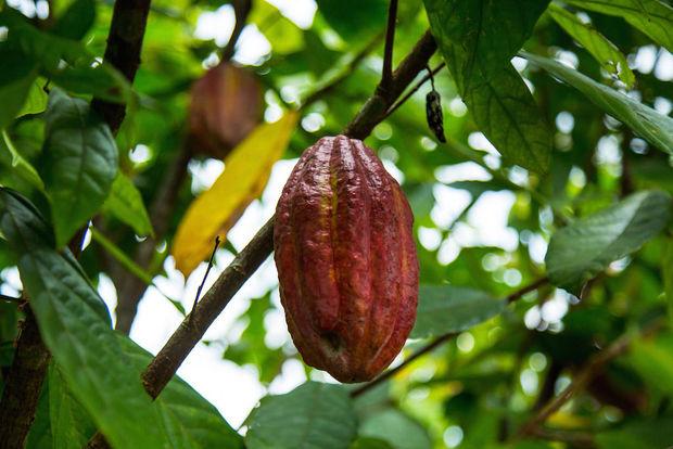 Cacaofruit is pas rijp als het een rode kleur heeft.