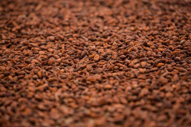 Cacaobedden: hier wordt de cacao op gedroogd na de fermentatie.