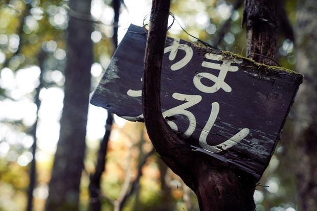 Aokigahara, la forêt 