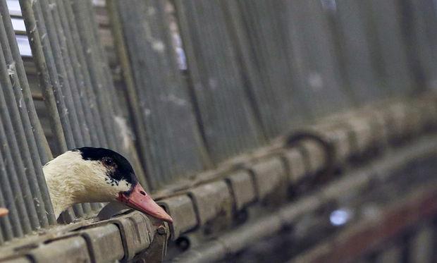 Brussels verbod op productie foie gras in de maak: 'Ik hoop op een sneeuwbaleffect'