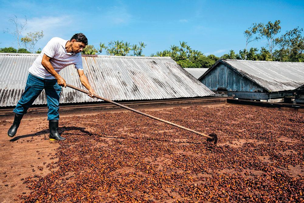 Het drogen van de cacaobonen gebeurt het liefst in de open lucht door de zon, omdat andere methoden een groter risico op verontreiniging inhouden.