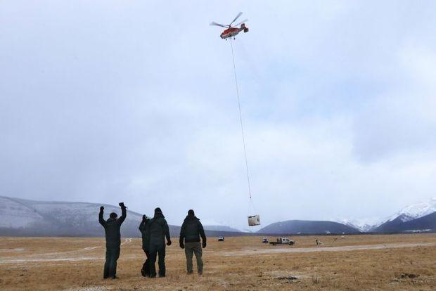 Helikopters brengen de containers met de bizons naar de eindbestemming in Banff National Park.