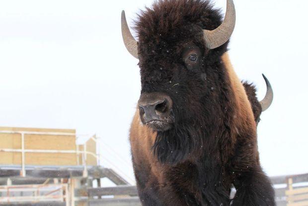 Bizons keren voor het eerst in 140 jaar terug naar Banff in Canada