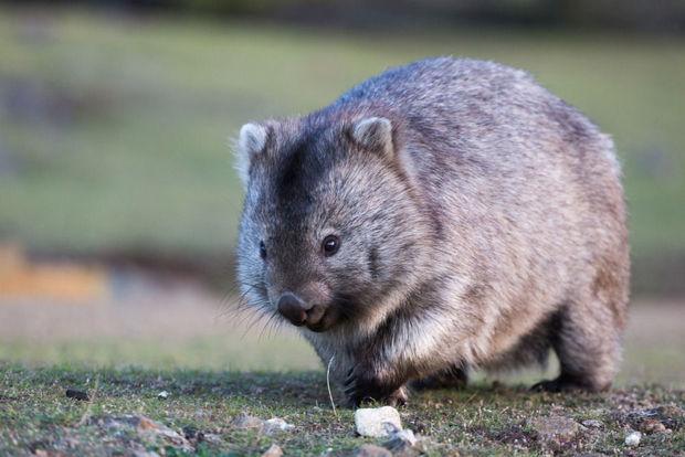 Tasmanië: stop met het maken van selfies met de schattige wombats