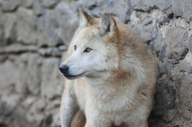 Eerste wolvenroedel aangekomen in Pairi Daiza