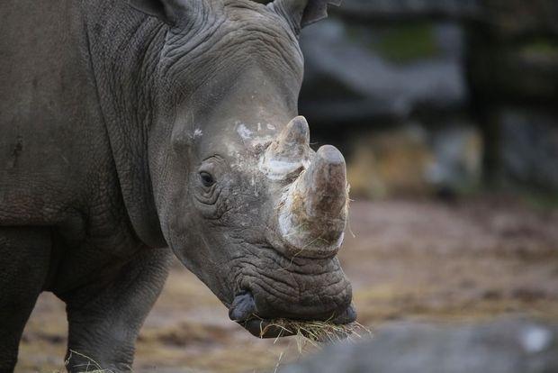 Goed nieuws uit Pairi Daiza: witte neushoorn Madiba is zwanger