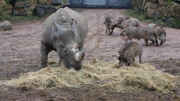 Goed nieuws uit Pairi Daiza: witte neushoorn Madiba is zwanger