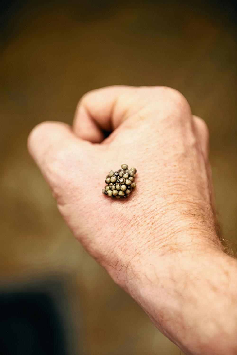 Royal Belgian Caviar verovert de wereld: het geheim van zwarte parels uit de Kempen