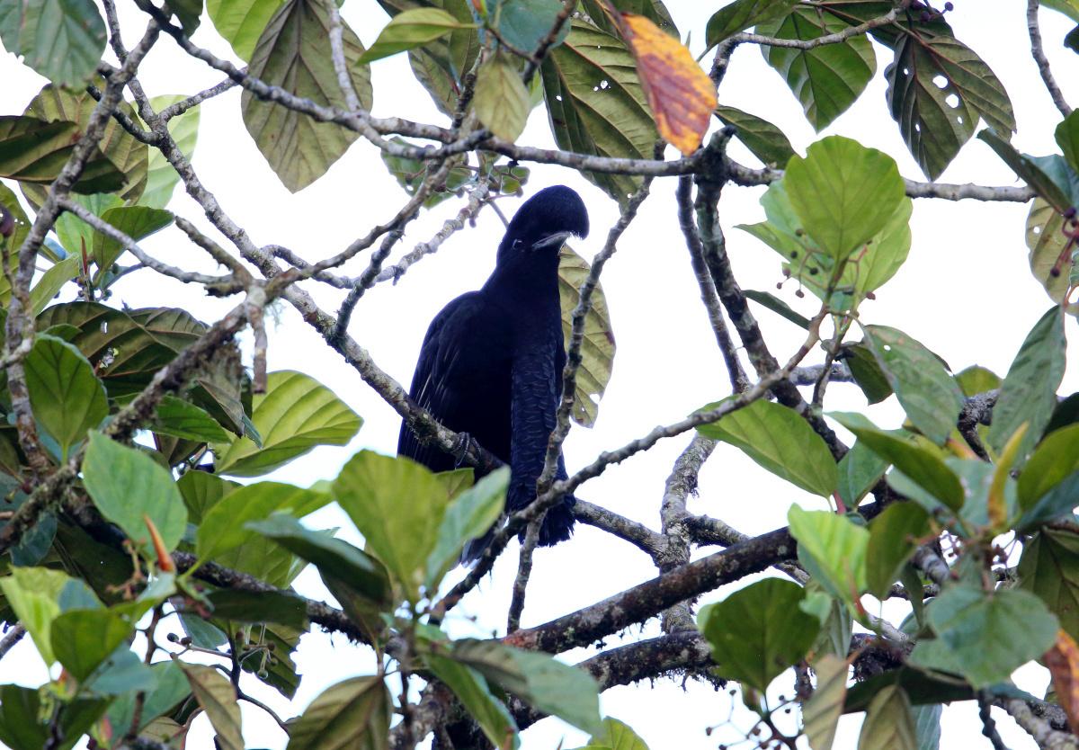 Ecuadorparasolvogel