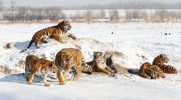 China creëert enorm reservaat voor tijger en amoerpanter