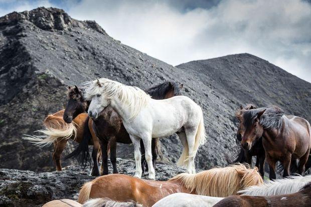 Deze video wil wildernis in IJsland beschermen tegen de energie-industrie