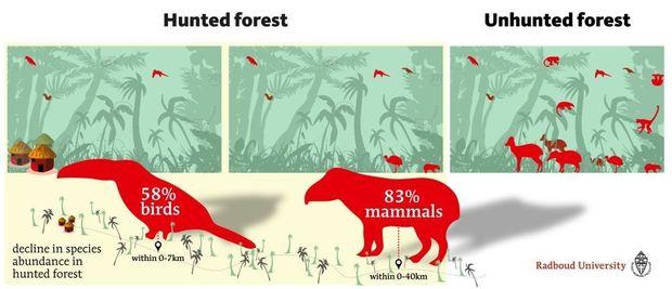 Jacht zorgt voor fikse afname van dieren in de tropen
