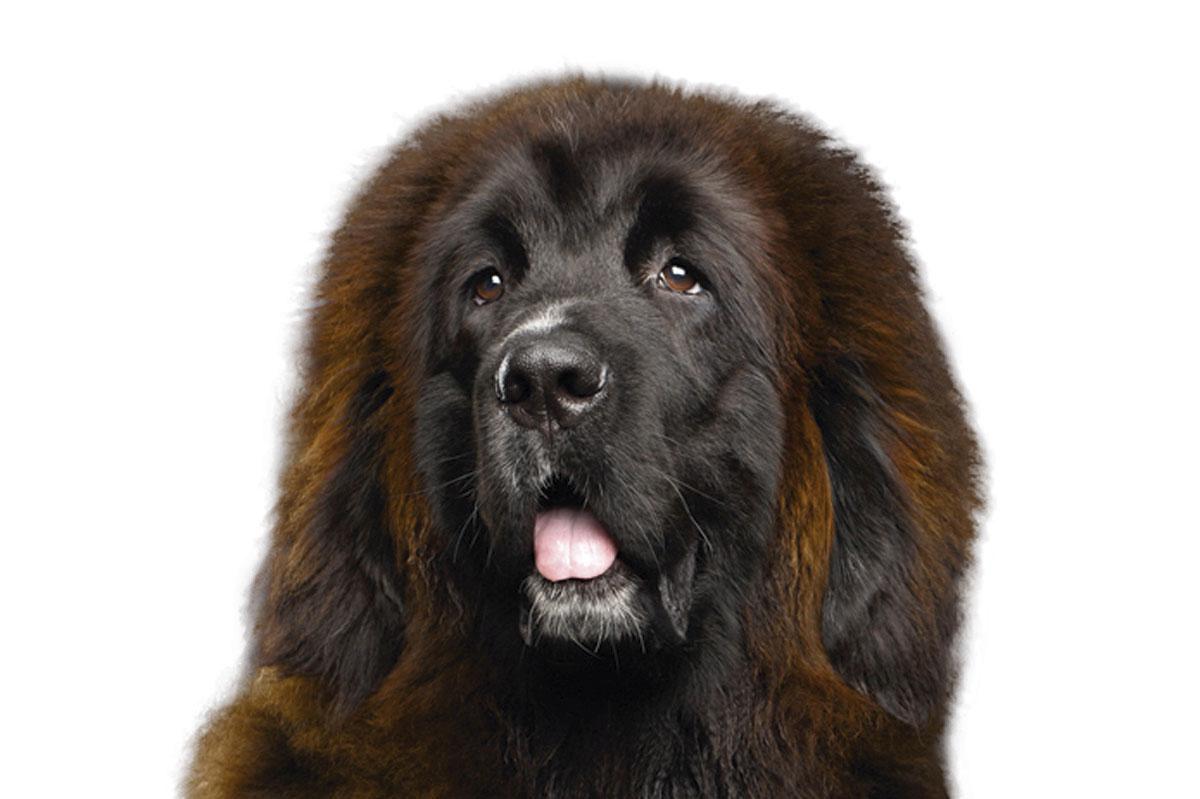 Tibetaanse mastiff: tussen 2000 en 7500 euro.
