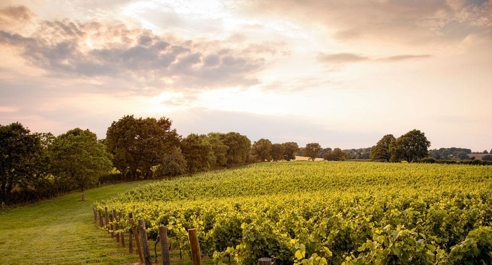 Almaar meer landbouwers in Zuid-Engeland schakelen over op de lucratieve wijnbouw.